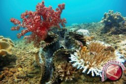 BPSPL Kembangkan Kebun Kima di Lombok Barat 