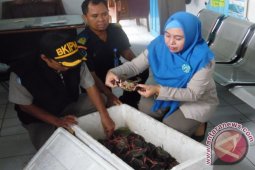 BKIPM Lepas Liarkan Kepiting Hasil Sitaan
