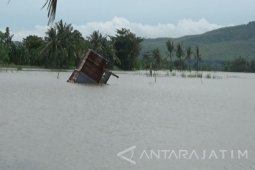 194,5 Ha Pertanian di Situbondo Terancam Gagal Panen akibat Banjir (Video)
