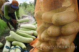 Pasokan Labu Air Berkurang