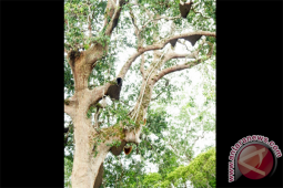Dusun Meliau Dikunjungi Puluhan Wisman Setiap Tahunnya