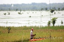 Ratusan Hektare Padi di Bojonegoro Terendam Banjir