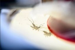China konfirmasi 225 kasus baru penyakit chikungunya
