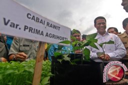 Kementan Buka 40 Hektare Ladang Cabai Manokwari
