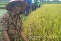Kebutuhan Pupuk Bersubsidi di Bondowoso Capai 60.686 ton/tahun