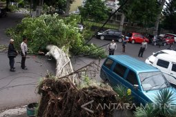 Dinas Lingkungan Hidup Ngawi Pangkas Pohon Rawan Tumbang