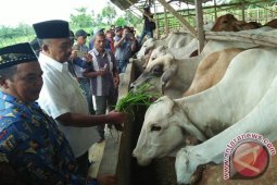 Kepala DKPP Lhokseumawe ditetapkan tersangka kasus ternak