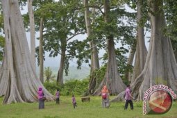 Wisata Pohon Langka