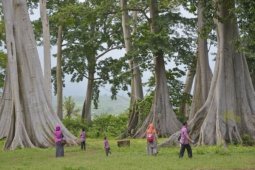 Wisata Pohon Langka