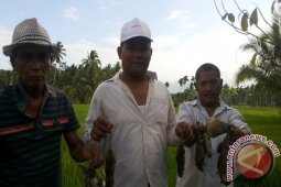 Perburuan Hama Tikus Secara Massal