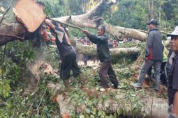 Enam Orang Terluka Akibat Pohon Tumbang di Gumitir