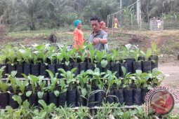 Optimalisasi Lahan Pekarangan Lantosan Rogas