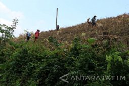 Menanam Jagung Di Hutan