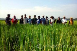 Hama Wereng Mulai Serang Lahan Pertanian di Jember