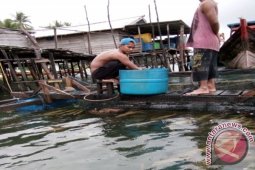 Ikan ini harganya Rp150 ribu/kg di Putussibau