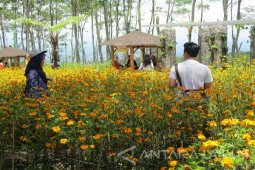 Pemkab Kediri Kembangkan Taman Bunga di Kelud