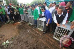Bekantan "Lola" Akhirnya Kembali Ke Habitat