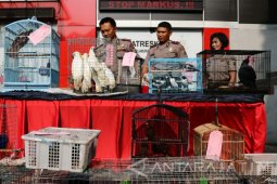 Polisi Gagalkan Perdagangan Satwa Dilindungi asal Papua