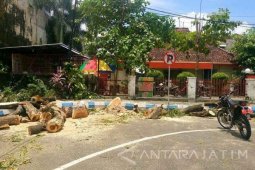 Aktivis Lingkungan Kritik Penebangan Pohon "Jalur Hijau"