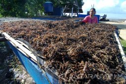 Panen Dini Rumput Laut