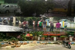 PPLH Mangkubumi: Gunakan "Assessment" Risiko Pohon Tumbang