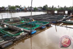 Tabalong to Produce 8,800 tons Keramba Fish