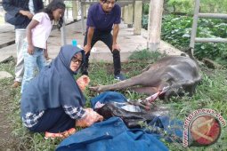 Puskeswan Curup Pacu Program Kawin Suntik
