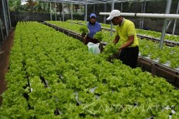 Budidaya Sayuran Hidroponik