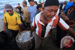 Hasil Tangkapan Nelayan Pukat