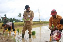 Legislator : Kalsel Memungkinkan Kembangkan Varietas Padi "GSR"