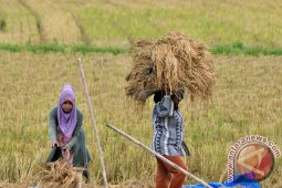 Produksi gabah petani Aceh Utara turun