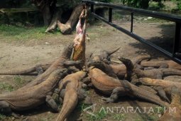 KBS Gelar Pesta Makan bagi Komodo dan Harimau