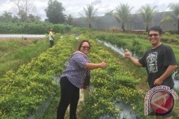 Wakil Ketua PKK Sekadau Ajak Warga Tanam "Warung Hidup"
