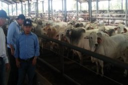 Program "siwab"  disarankan terintegrasi dengan penggemukan