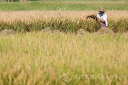 Harga Beras di Sumenep Turun