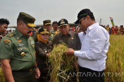 Lamongan Siap Produksi Benih Jagung Kualitas Ekspor