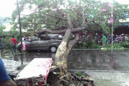Hujan Deras di Surabaya Sebabkan Banyak Pohon Tumbang