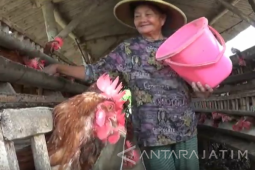 Penjual Telur Ayam di Kediri Keluhkan Pasar Lesu