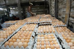Harga Telur Ayam Ras di Jember Mulai Turun