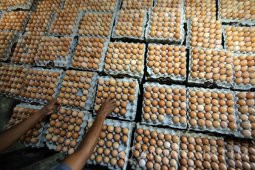 Dampak Harga Telur Anjlok
