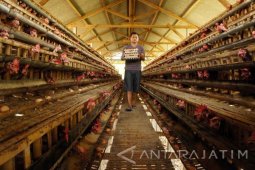 Peternak Tulungagung Lakukan Efisiensi untuk Minimalkan Kerugian