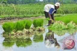 BNI Targetkan Penyaluran 1,3 Juta Kartu Tani