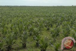 Belasan Hektare Karet Di Mukomuko Jadi Sawit