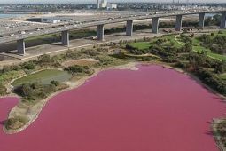 Danau di Australia Berubah Jadi Pink