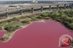 Danau di Australia Berubah Jadi Pink