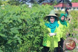 PANEN HASIL PERTANIAN HOLTIKULTURA