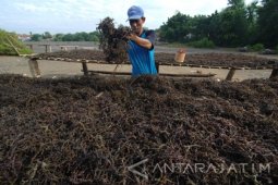 Permintaan Pasar Rumput Laut Naik