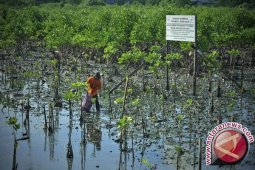 Kawasan Resapan Air Akan Ditanami Bakau