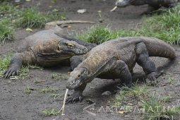 Populasi Komodo KBS