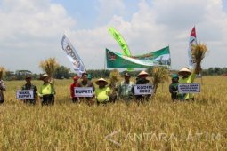 Produksi Padi Kabupaten Madiun Capai 568.714 Ton